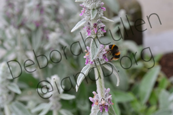 Flowers with Bee