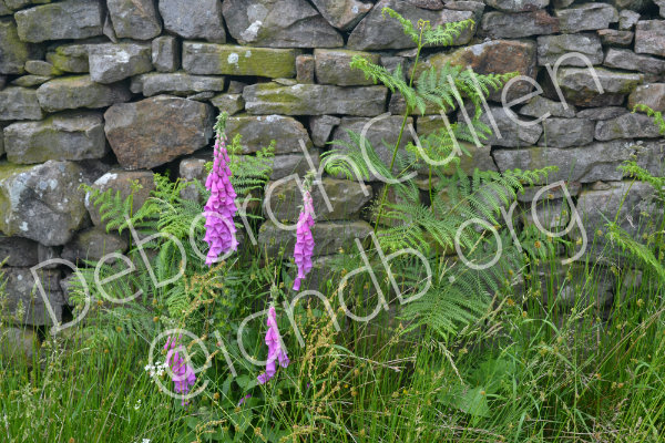 Hadrian's Wall Flowers